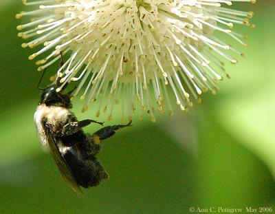 Bumblebee on Flower