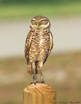 Burrowing Owl