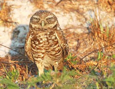 Burrowing Owl