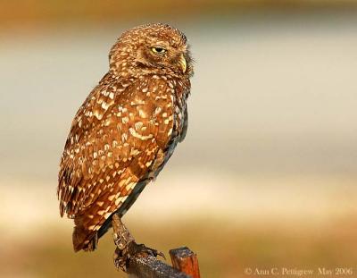 Burrowing Owl