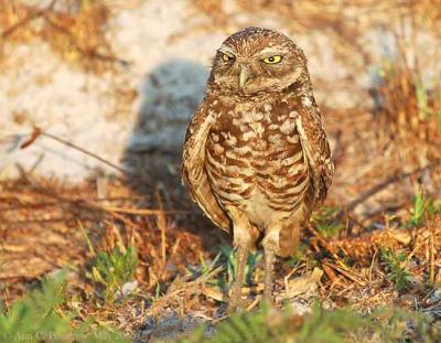 Burrowing Owl