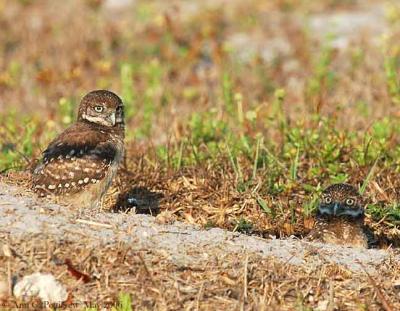 Burrowing Owl Nestlings