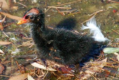 Common Moorhen Chick