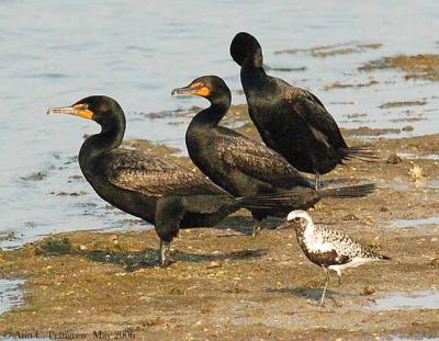 Cormorants & Black-bellied Plover
