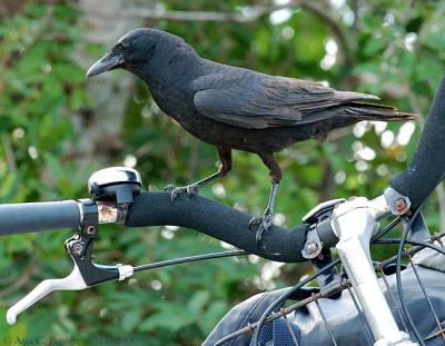 Crow on Bike