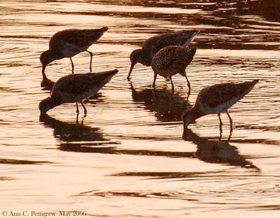 Dowitchers at Sunset