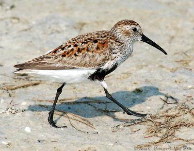 Dunlin