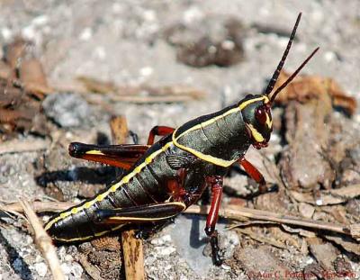 Eastern Lubber Grasshopper