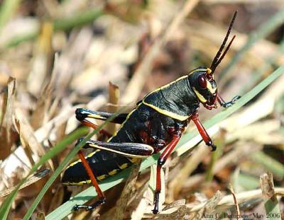 Eastern Lubber Grasshopper