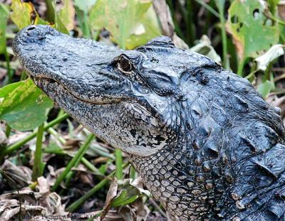 American Alligator