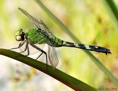 Eastern Pondhawk - Female