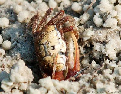 Fiddler Crab