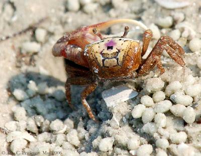g4/20/637020/3/60564948.2006ACPFloridaFavoritesFiddlerCrab2May2006.jpg