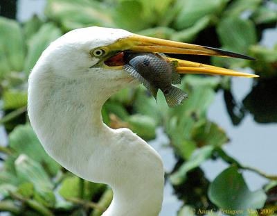 Great Egret with Fish