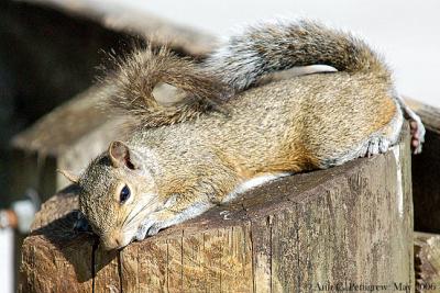 Napping Gray Squirrel