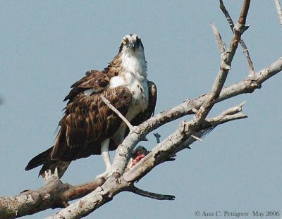 Osprey