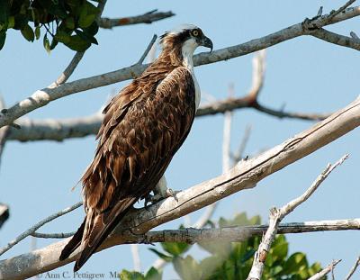 Osprey