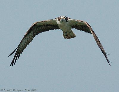 Osprey