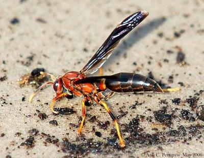 Paper Wasp 