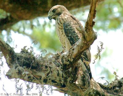 Red-shouldered Hawk 