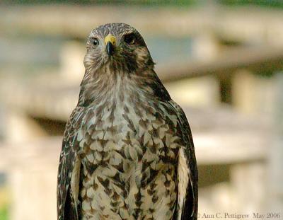 Red-shouldered Hawk 