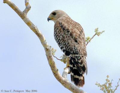 Red-shouldered Hawk