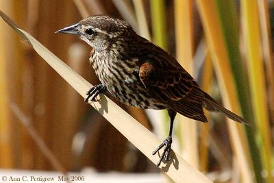 Red-winged Blackbird - Female