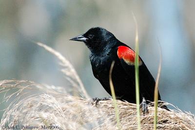 Red-winged Blackbird - Male 