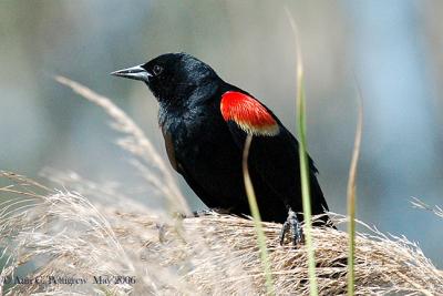 Red-winged Blackbird - Male