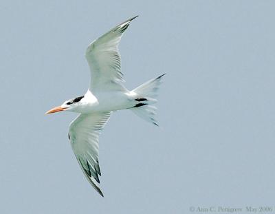 Royal Tern