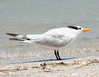 Royal Tern