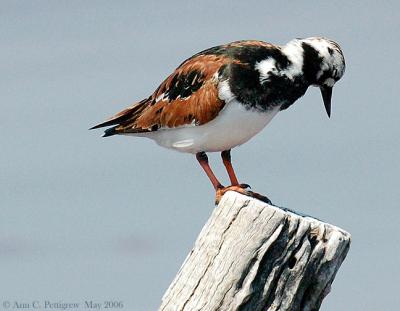 Shorebirds