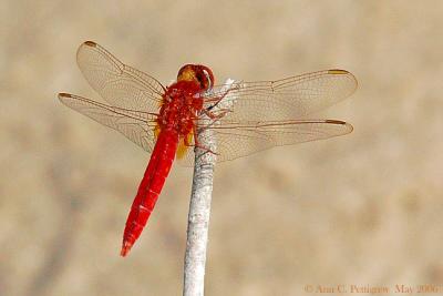Scarlet Skimmer - Male