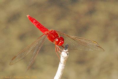 Scarlet Skimmer - Male