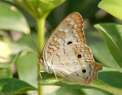 White Peacock