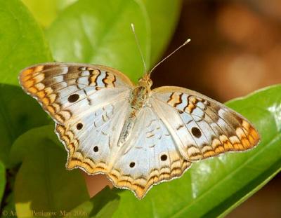 White Peacock