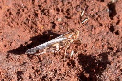 Grasshopper sp.