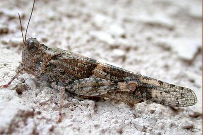 Grasshopper sp.