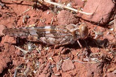 Grasshopper sp.