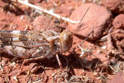Grasshopper sp.