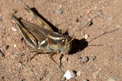 Two-striped Grasshopper