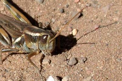 Two-striped Grasshopper