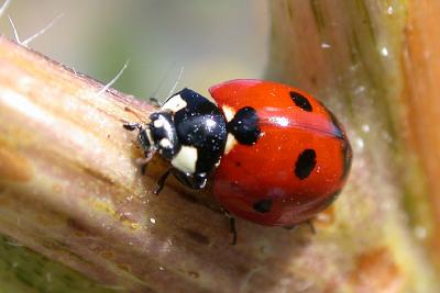 Ladybird Beetle spp.