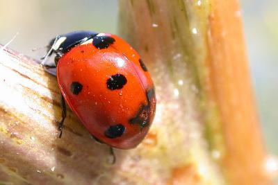 Ladybird Beetle spp.