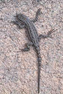 Ornate Tree Lizard