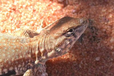 Common Side-blotched Lizard