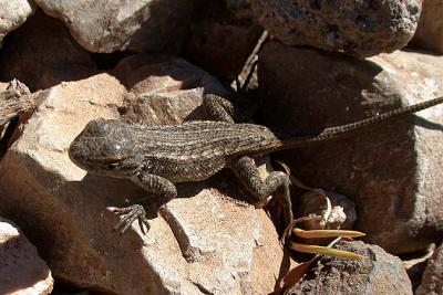 Lizard sp.