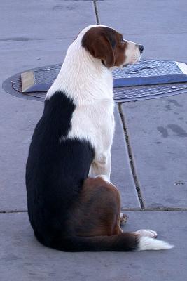 Navajo Dog