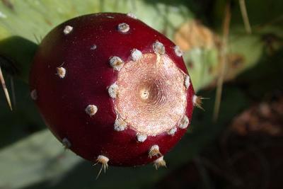 Prickly Pear Cactus