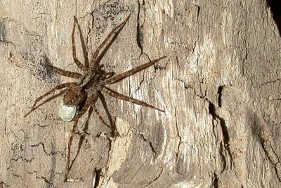 Wolf Spider sp.